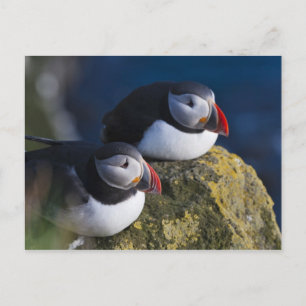 Carte Postale Macareux atlantique