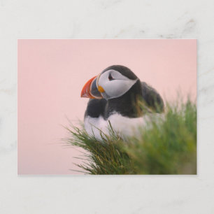Carte Postale Macareux atlantique (Fratercula arctica)