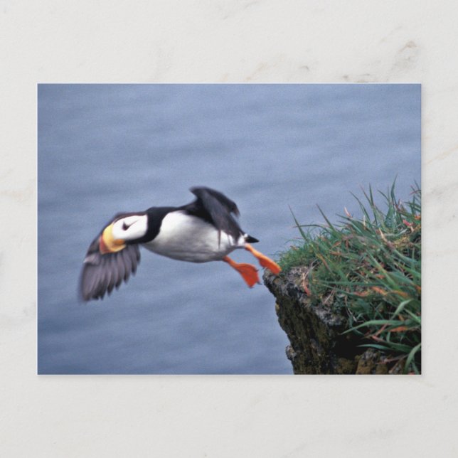 Carte Postale Macareux cornu Hall Island (Devant)