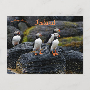 Carte Postale Macareux dans la Pluie en Islande