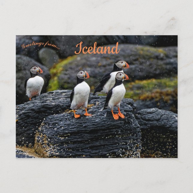 Carte Postale Macareux dans la Pluie en Islande (Devant)
