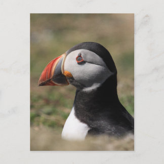 Carte Postale Macareux de l'île de Skomer