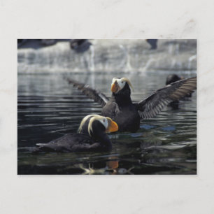 Carte Postale Macareux huppés d'Alaska