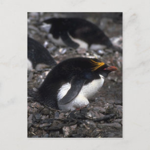 Carte Postale Macaroni Penguin Assis Sur Un Oeuf