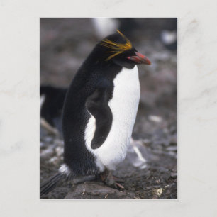 Carte Postale Macaroni Penguin Standing Erect