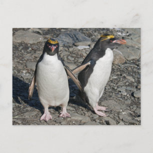 Carte postale Macaroni Penguins