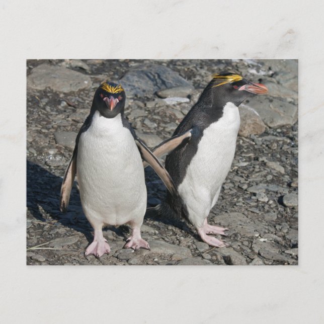 Carte postale Macaroni Penguins (Devant)