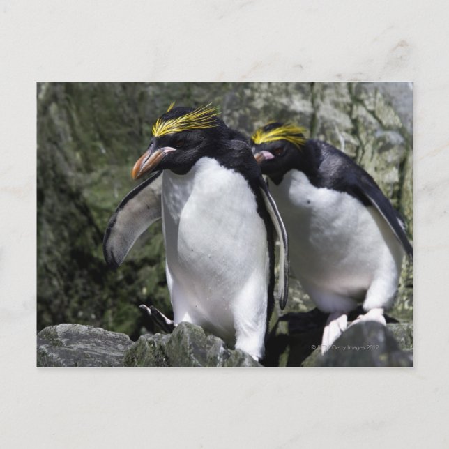 Carte Postale Macaroni Penguins, Géorgie du Sud (Devant)