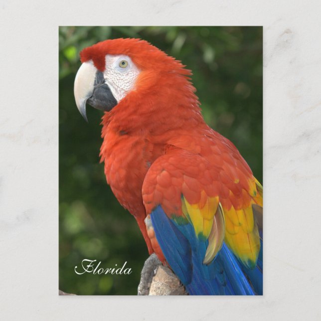 Carte Postale Macaw (Devant)