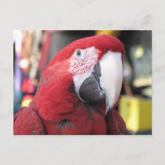 Carte postale Macaw