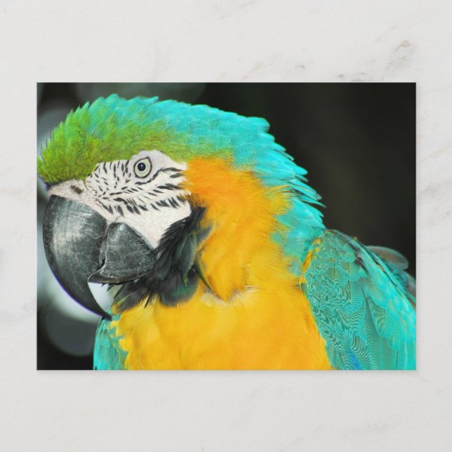 Carte Postale Macaw (Devant)
