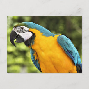 Carte Postale Macaw