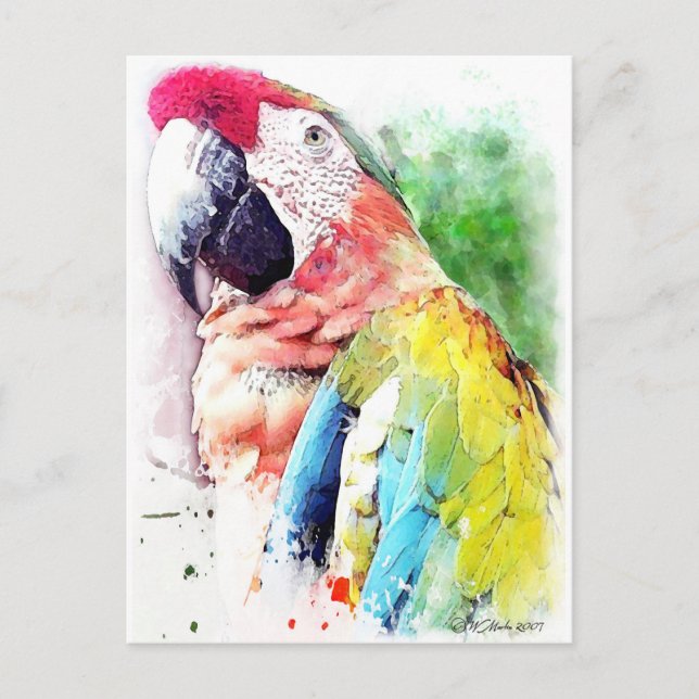 Carte Postale Macaw (Devant)