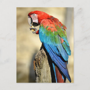 Carte Postale Macaw à ailes vertes sur perche