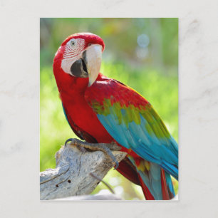Carte Postale Macaw assis sur la branche
