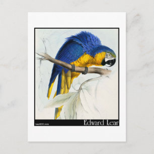 Carte Postale Macaw bleu et jaune