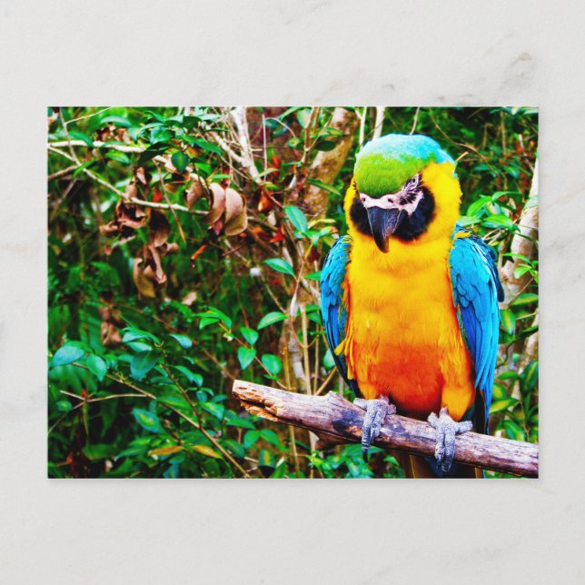 Carte postale Macaw bleu et jaune (Devant)