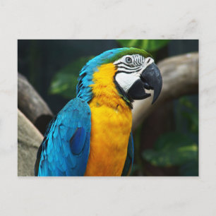 Carte Postale Macaw bleu et jaune (Ara ararauna)