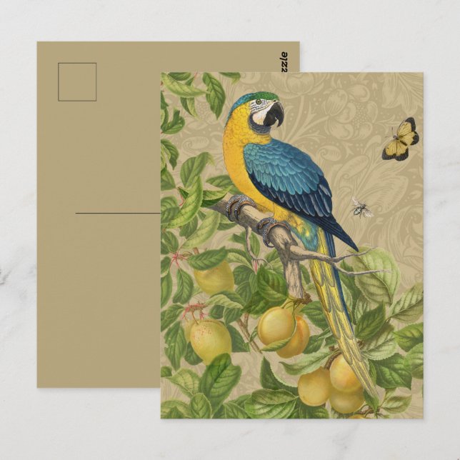 Carte Postale Macaw Blue Jaune Tropical Jungle Antique (Devant / Derrière)