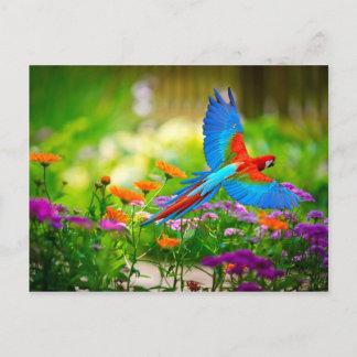 Carte Postale Macaw Parrot
