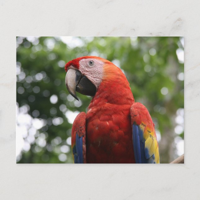 Carte Postale macaw rojo (Devant)