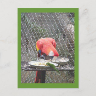 Carte Postale Macaw rouge avec gecko