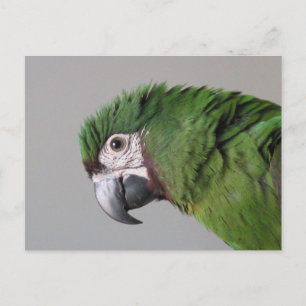 Carte postale Macaw sévère