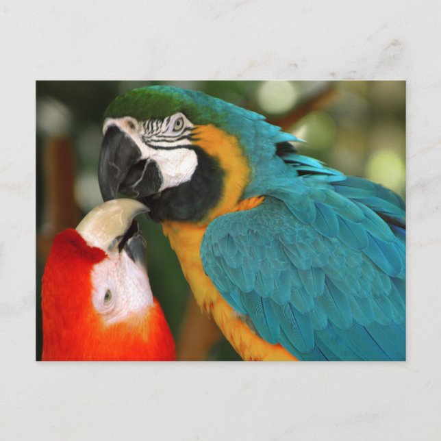 Carte Postale Macaws (Devant)