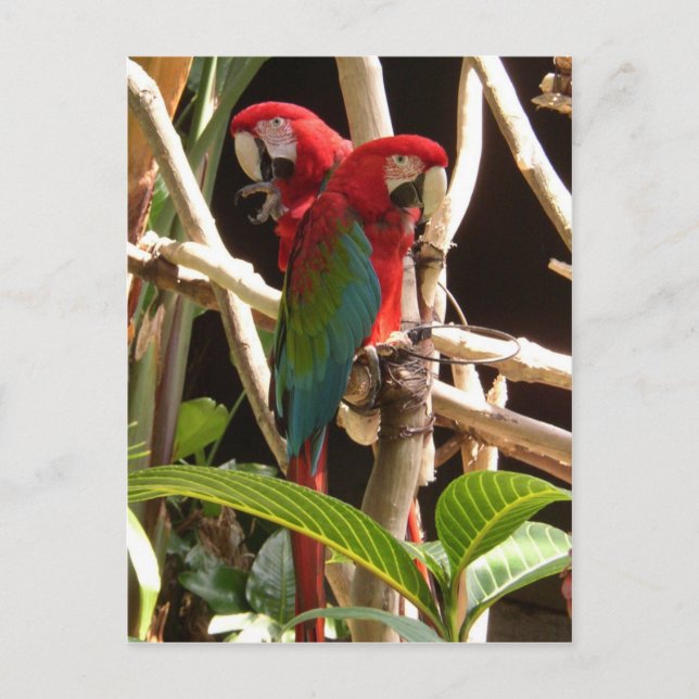 Carte Postale Macaws (Devant)