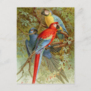 Carte Postale Macaws
