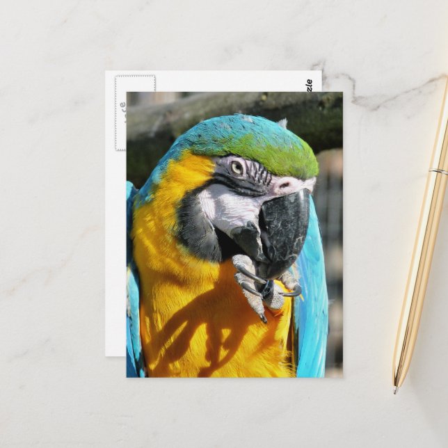 CARTE POSTALE MACAWS (Devant/Arrière en situation)