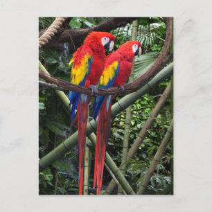 Carte Postale macaws rouge