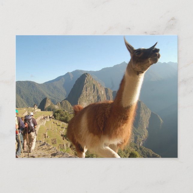 Carte Postale Macchu Picchu (Devant)