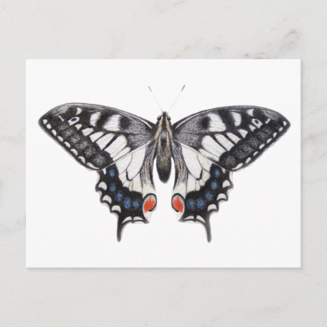 Carte Postale Machaon 2012 (Devant)