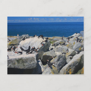 Carte Postale Machias Seal Island Atlantic Puffins Razorbill