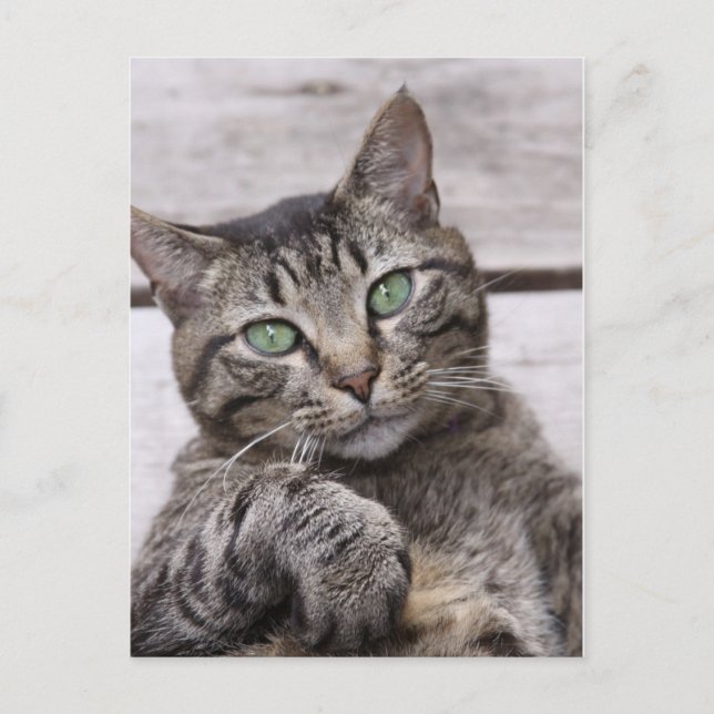 Carte Postale Mackerel Tabby Cat (Devant)