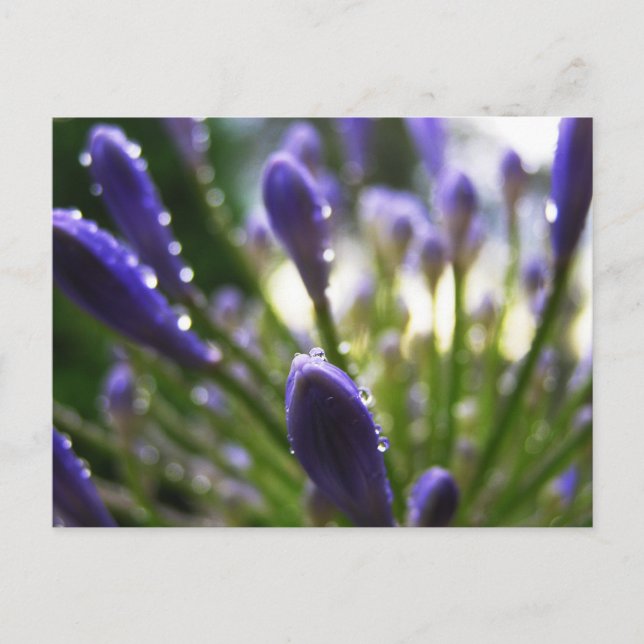 Carte postale Macro Agapanthus Raindrops (Devant)