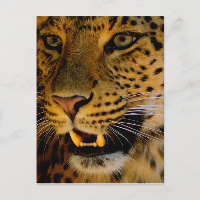 Carte Postale Macro Big Cat (Devant)