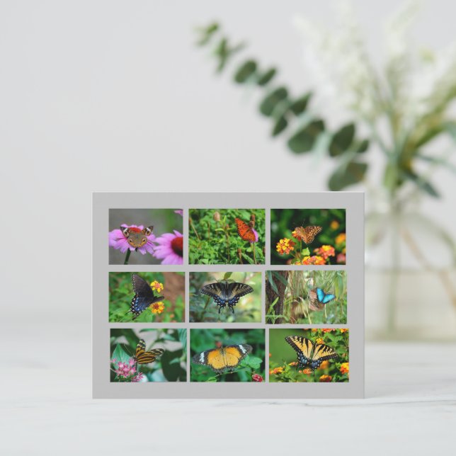 Carte postale Macro Butterflies (Debout devant)