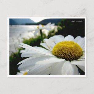 Carte Postale Macro Daisy By River