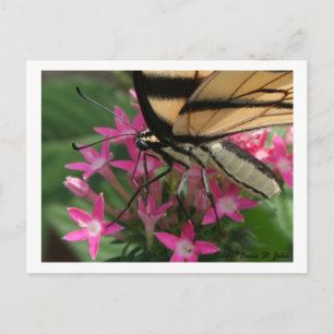 Carte postale Macro d'alimentation papillon