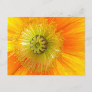 Carte Postale Macro de pavot orange avec faible profondeur de ch