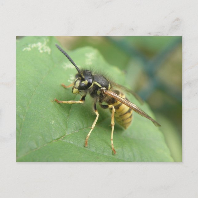 Carte postale macro diptère (Devant)