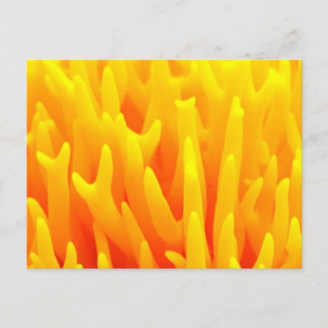 Carte Postale Macro du champignon (Devant)