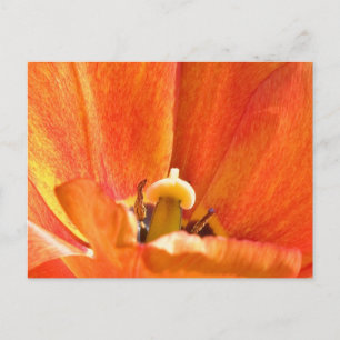 Carte Postale macro fleur orange