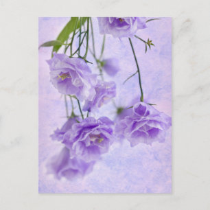 Carte Postale Macro Fleurs Campanella Violet