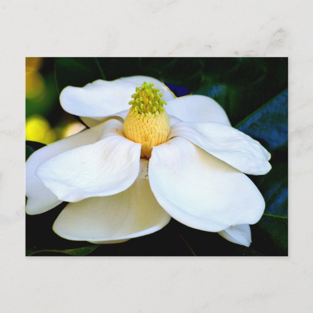 Carte Postale macro image Fleur Magnolia (Devant)
