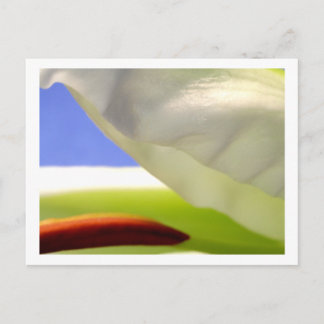 Carte Postale Macro Lily II