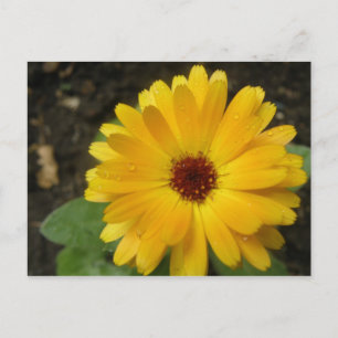 Carte postale Macro Marigold jaune