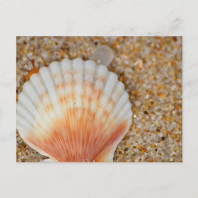 Carte Postale Macro of Scallop Sea Shell in the Sand on Beach (Devant)